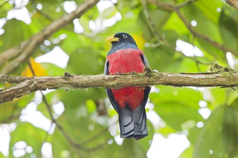 Choco Trogon