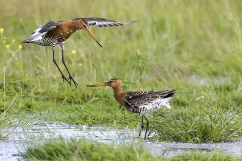 Black-tailed godwits in summer plumage fight