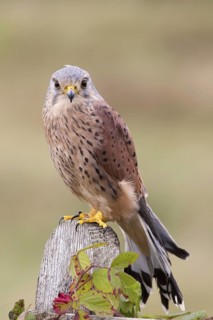 Common common kestrel