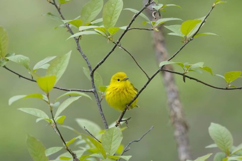 Yellow Warbler