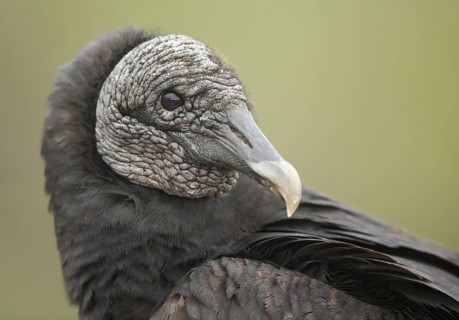 American Black Vulture