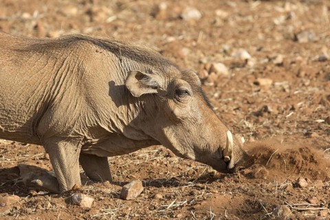 Desert Warthog