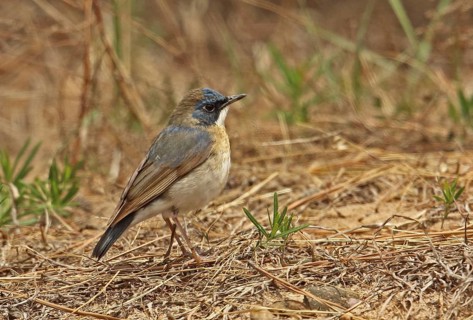 Siberian siberian blue robin