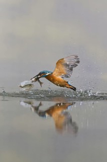 Common Kingfisher