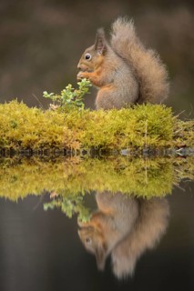 Eurasian red eurasian red squirrel