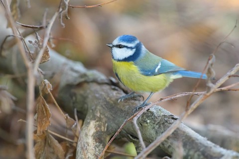 Blue tit