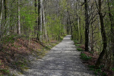 Waldweg menschenleer