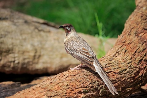 Red Wattlebird