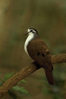 Tambourine dove