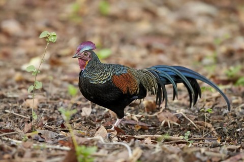 Green junglefowl