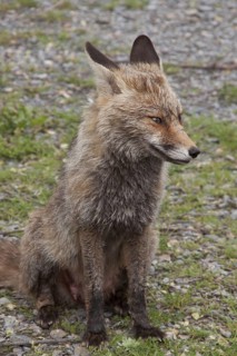 Iberian Red Fox