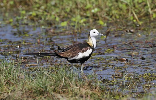 Pheasant-tailed jacana