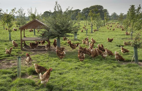 Domestic chickens