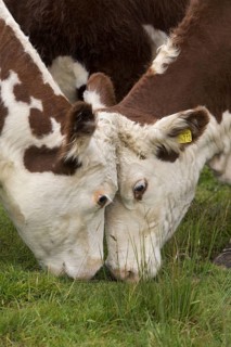 Domestic cattle