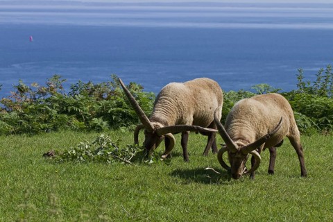 Manx Loaghtan sheep