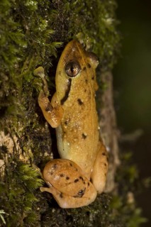 Engmaul frog