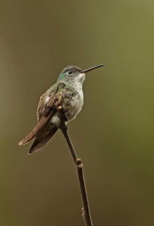 Azure-crowned Hummingbird