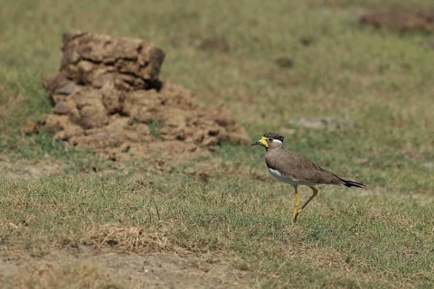 Yellow-wattled lapwing