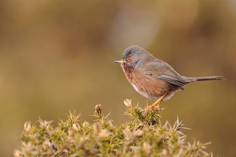 Provence Warbler