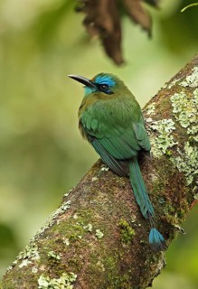 Keel-billed Motmot