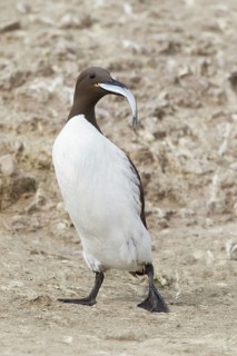 Common Guillemot