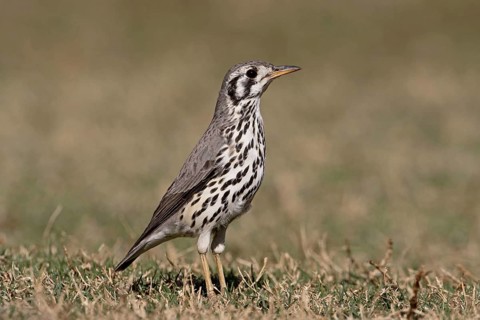 Groundscraper Thrush