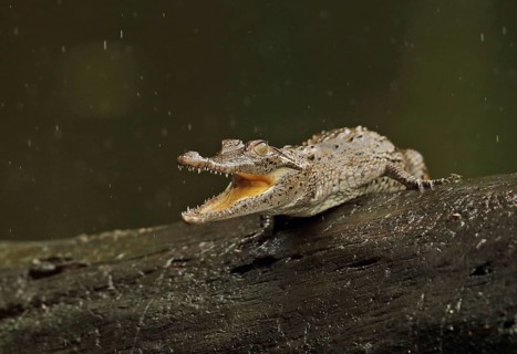 Pointed crocodile