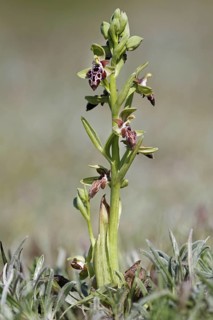Cyprus cyprus bee orchid