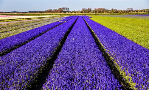 Fields of grape hyacinths in bloom