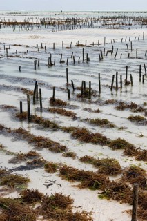 Red algae
