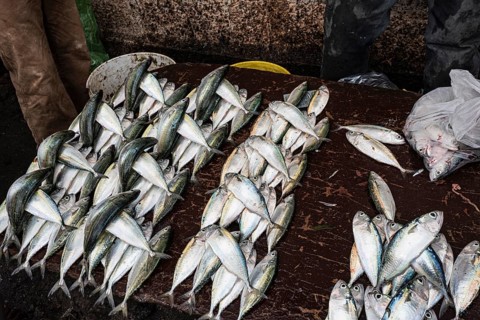 Fisch Angebot an Fischstand am Fischereihafen