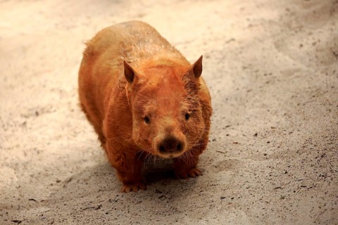 (Southern hairy-nosed wombat) (adult) (Mount Lofty) (South southern hairy-nosed wombat (Lasiorhinus