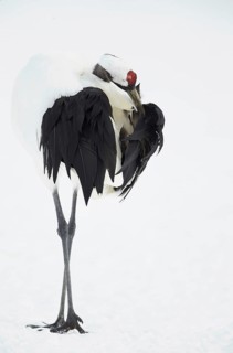 Adult Japanese red-crowned crane