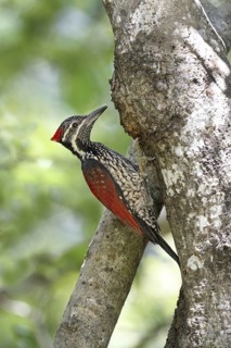 Black-rumped flameback