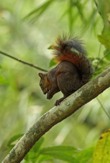 Red-tailed squirrel
