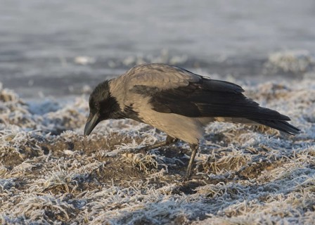 Hooded Crow