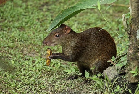 Central american agouti