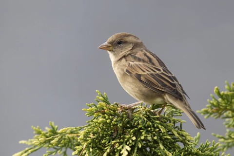 House sparrow