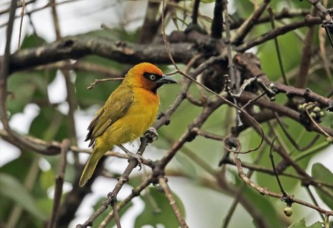 Black-necked Weaver