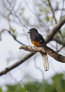 White-tailed Trogon