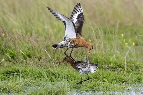 Black-tailed godwits in summer plumage fight