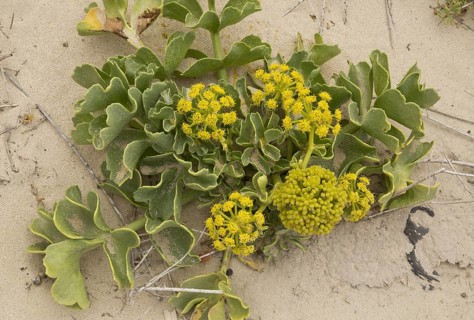 Canary Samphire