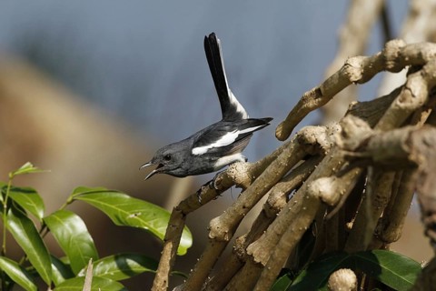 Oriental Magpie-robin