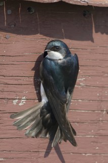 Tree Swallow