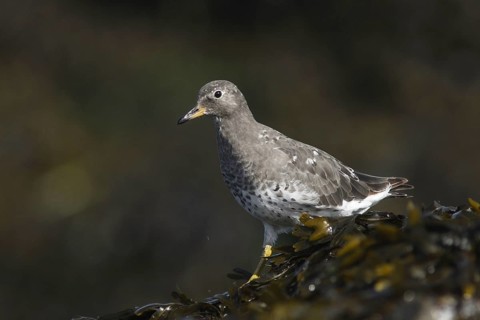 Surfbird