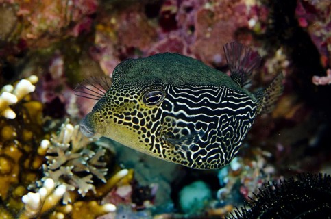 Reticulate Boxfish
