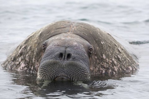 Atlantic Walrus