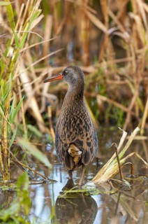 A water rail