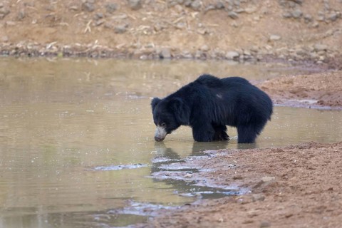 Ursus ursinus
