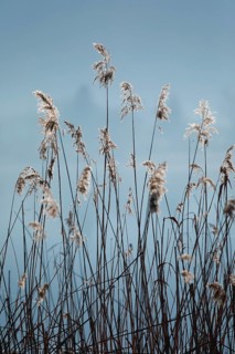 Winterliches Schilfgewaechs im Gegenlicht